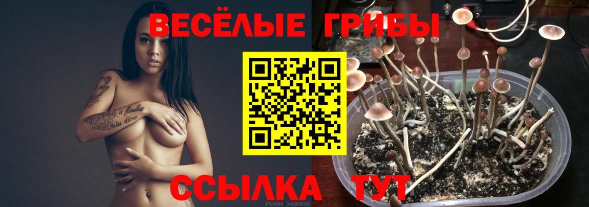 Галлюциногенные грибы MAGIC MUSHROOMS Майкоп